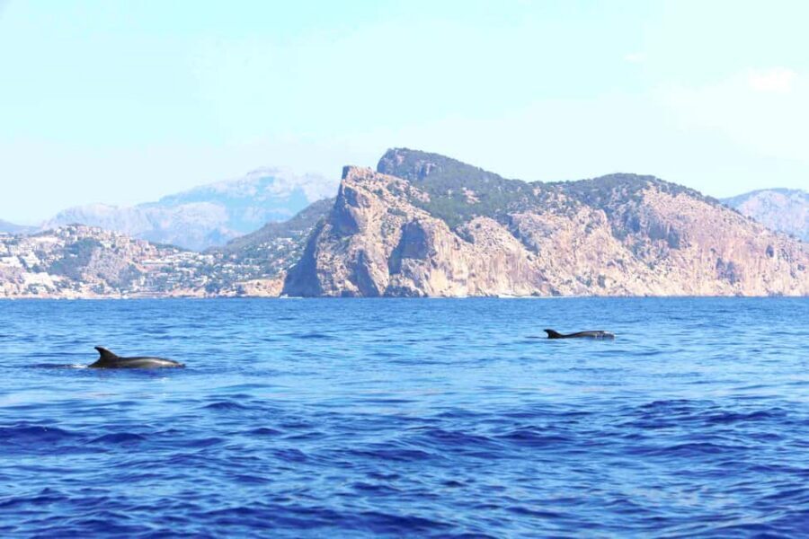 Mallorca: 3-Hour Afternoon Dolphin Watching Boat Tour - Upper Deck Comfort: Solarium Sun, Bars, and Onboard Entertainment