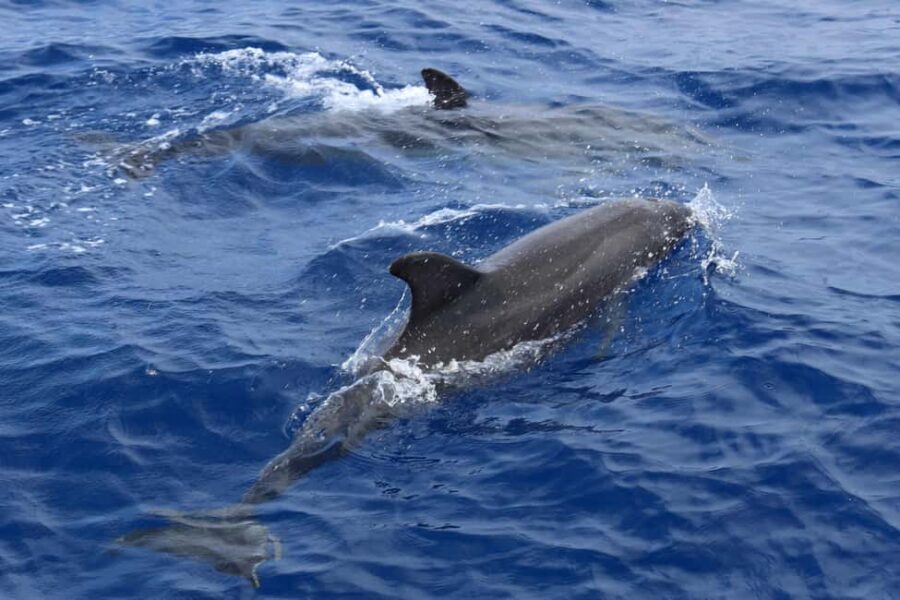 Mallorca: 3-Hour Afternoon Dolphin Watching Boat Tour - Value Check: Is $48 Worth It on Mallorca?