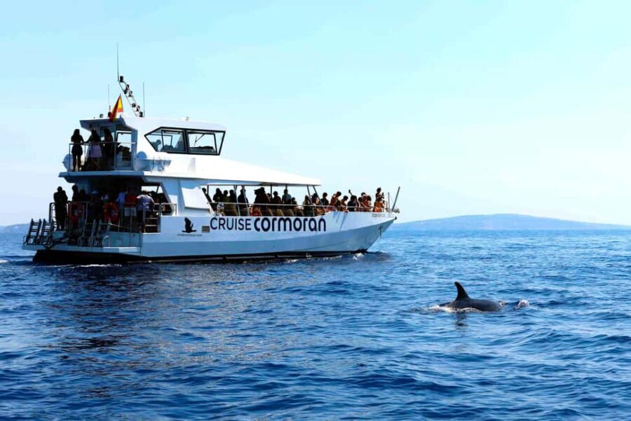 Mallorca: 3-Hour Afternoon Dolphin Watching Boat Tour - Who Should Book This Dolphin Cruise, and Who Might Skip It