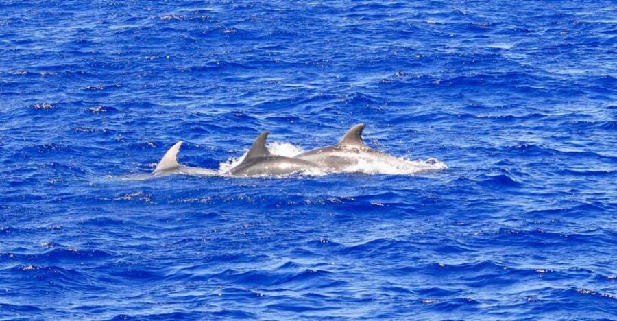 Mallorca: 3-Hour Afternoon Dolphin Watching Boat Tour - The Glass-Bottom Windows: Why This Boat Changes the Dolphin Game