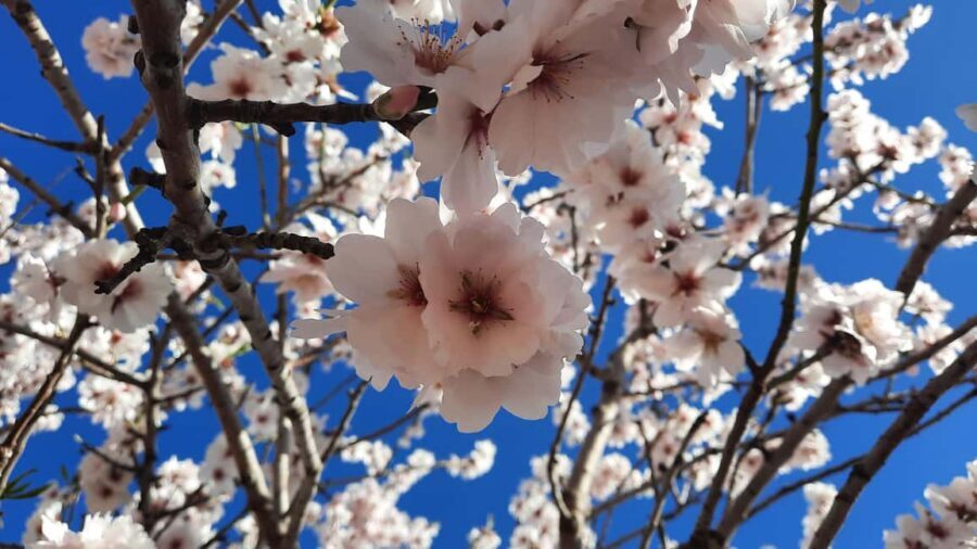 Mallorca: Almond Blossom Minivan Tour with tasting - GERMAN - Key Points You’ll Care About