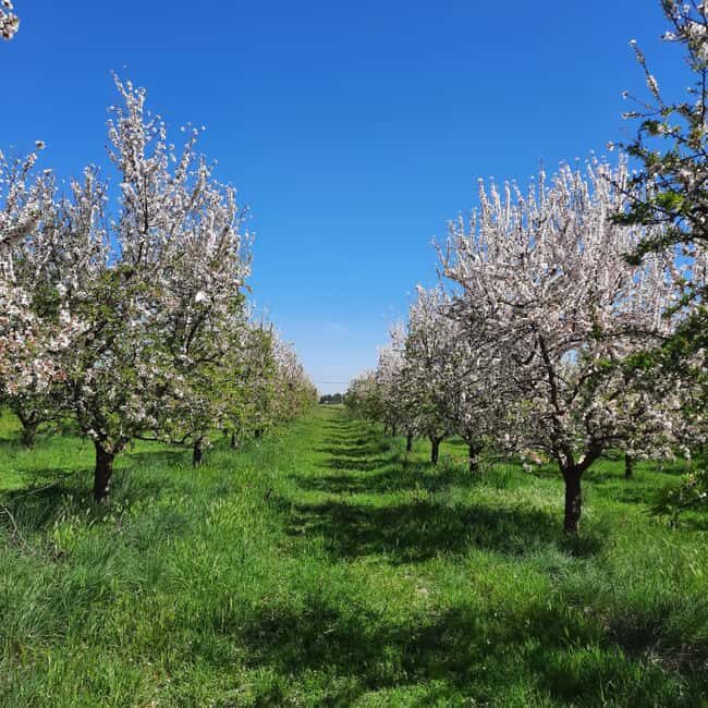 Mallorca: Almond Blossom Minivan Tour with tasting - GERMAN - Almond Blossoms, Dry Stone Walls, and a Village Tasting