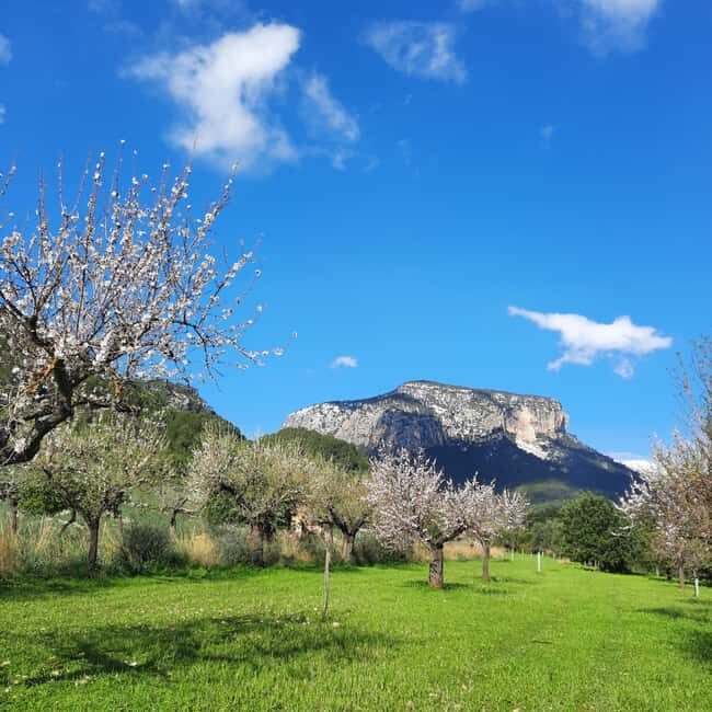 Mallorca: Almond Blossom Minivan Tour with tasting - GERMAN - The 45-Minute Scenic Drive Into the Almond Country