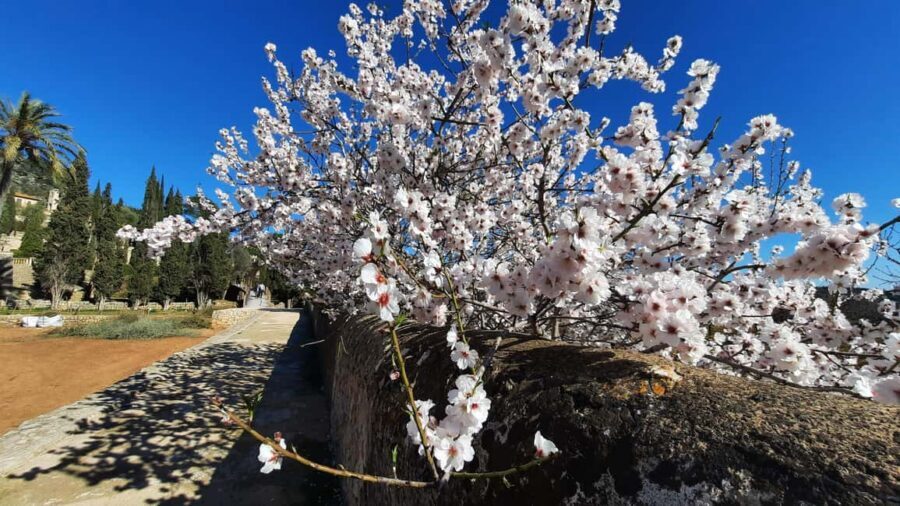 Mallorca: Almond Blossom Minivan Tour with tasting - GERMAN - Drop-Off Across Mallorca: Ending Near Where You Started