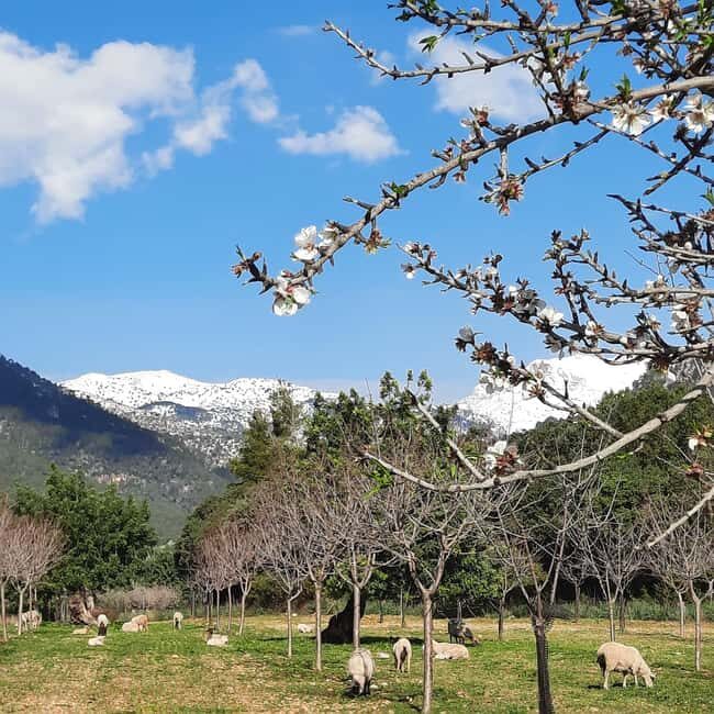 Mallorca: Almond Blossom Minivan Tour with tasting - GERMAN - Picking Up in Mallorca: Where the Minivan Starts