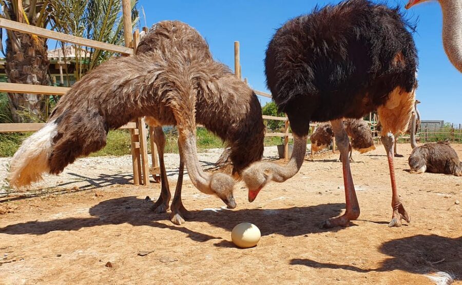 Mallorca: Artestruz - Ostrich Farm Ticket Entrance - Hand-Feeding Ostriches: The Fun Part, With a Safety Backbone