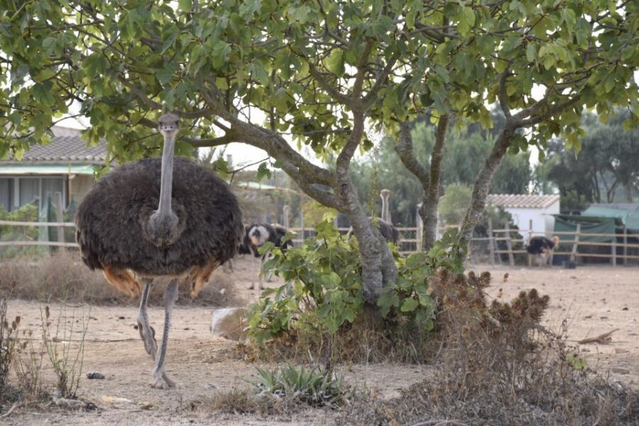 Mallorca: Artestruz - Ostrich Farm Ticket Entrance - The Giant Fried Ostrich Egg: Worth Trying When It’s Available