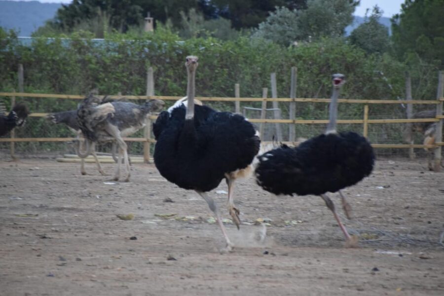 Mallorca: Artestruz - Ostrich Farm Ticket Entrance - Ostrich Egg Shell Crafts: A Practical Souvenir