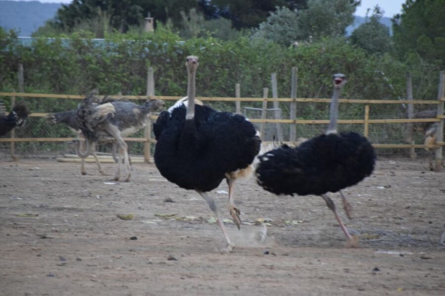 Mallorca: Artestruz - Ostrich Farm Ticket Entrance - The Short Guide Intro: Learn First, Then Get Close