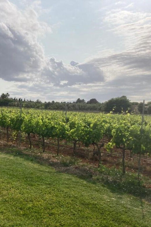 Mallorca: Bodega Butxet Vineyards & Winery Tour with Tasting - What I’d do to make your visit smoother