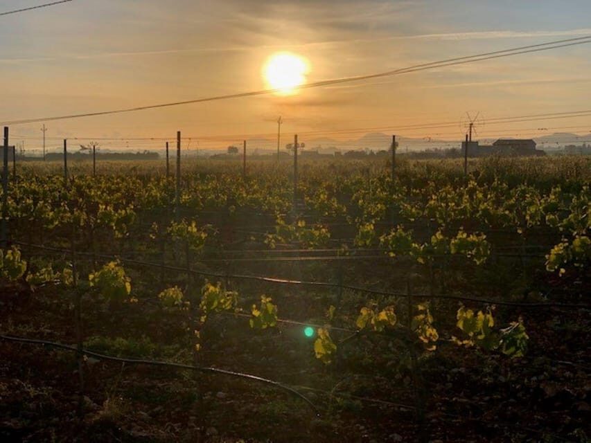 Mallorca: Bodega Butxet Vineyards & Winery Tour with Tasting - Getting there and getting back: parking and taxi help