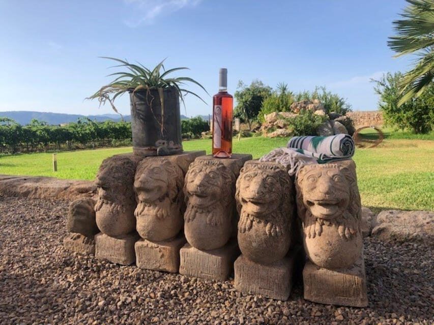 Mallorca: Bodega Butxet Vineyards & Winery Tour with Tasting - The vineyard walk: almost-at-sea-level vines and what to notice