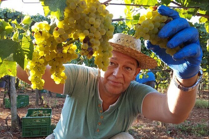 Mallorca Bodega & Olive Minibus Tour incl. Pick-up South Coast - Key highlights (what makes this tour click)