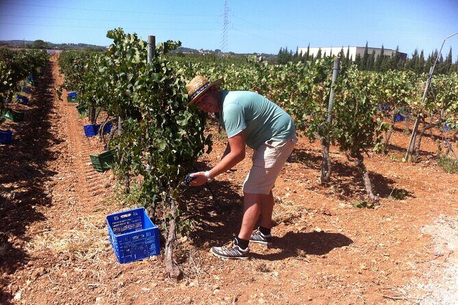 Mallorca Bodega & Olive Minibus Tour incl. Pick-up South Coast - South Coast pickup and a 9:30am start you can plan around