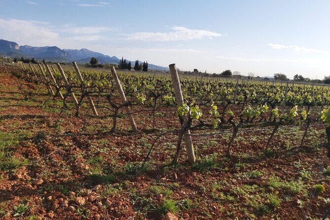 Mallorca Bodega & Olive Minibus Tour incl. Pick-up South Coast - Guide personality: why the small group changes the whole day