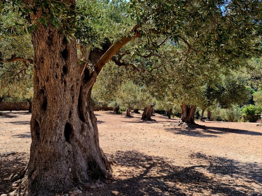 Mallorca: Day Trip to Hidden Gems of Tramuntana with Lunch - Valldemossa’s Hermitage: a short walk with big views