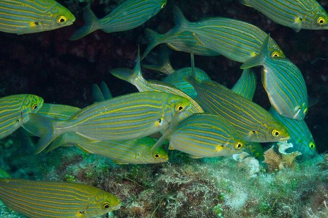 Mallorca: Discover Scuba Diving from the beach - Scuba from the sand: what the 2-hour format really gives you