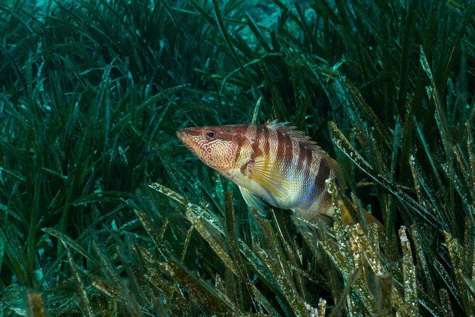 Mallorca: Discover Scuba Diving from the beach - First you learn: short theory + shallow-water practice