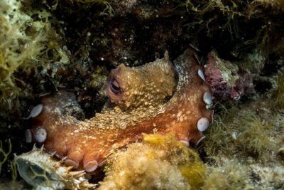 Mallorca: Discover Scuba Diving from the beach - Meeting point at the pier and getting geared up fast
