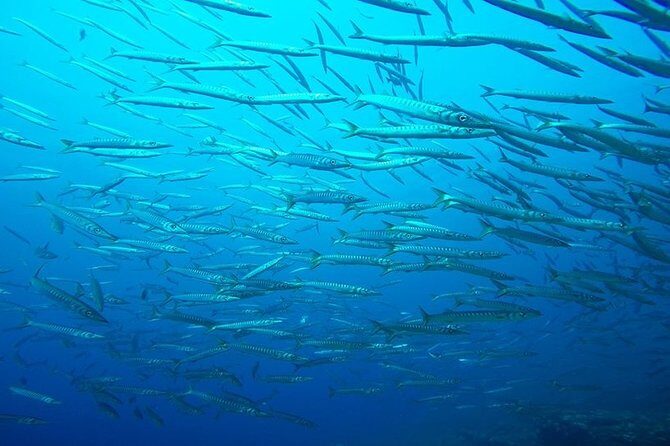 Mallorca: Discover Scuba Diving from the boat - Mallorca boat-based intro scuba: why this setup is worth your time
