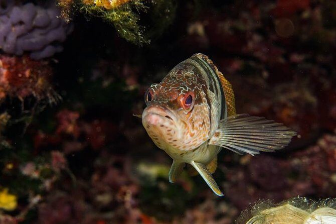 Mallorca: Discover Scuba Diving from the boat - Water session 2 up to 12 meters: comfort and conditions decide