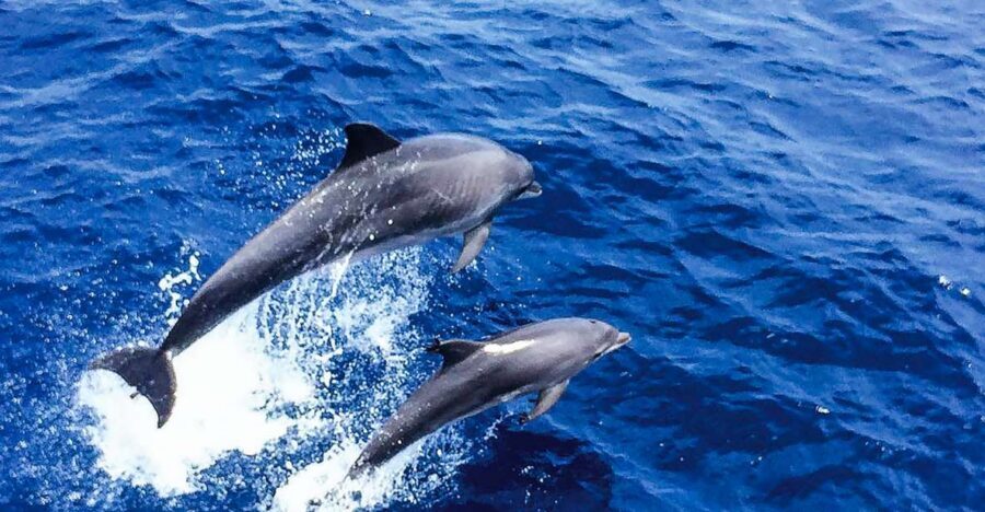Mallorca: Dolphin Watching Cruise - Getting Off the Shore: Why This Mallorca Dolphin Cruise Works