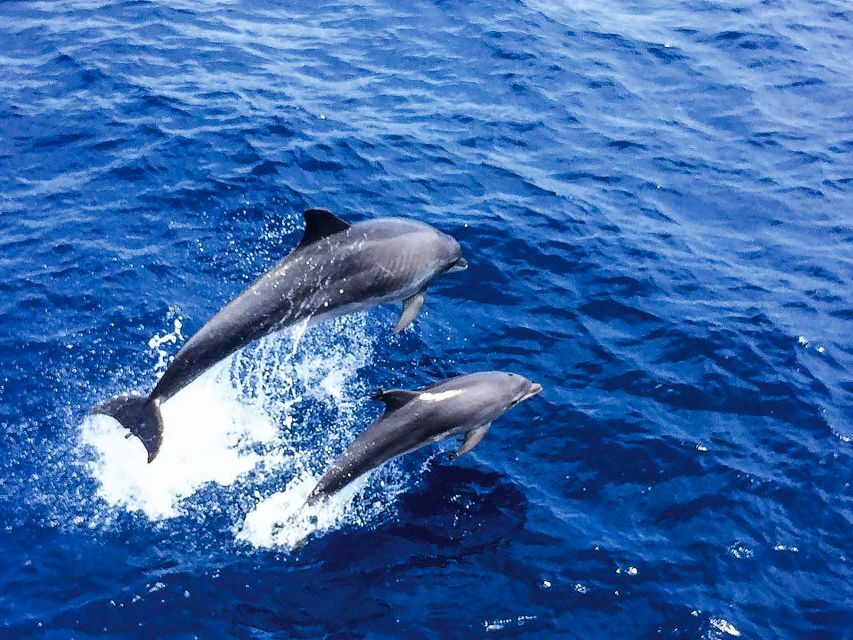 Mallorca: Dolphin Watching Cruise - Where You Meet at Paguera and Santa Ponsa (And What to Do First)