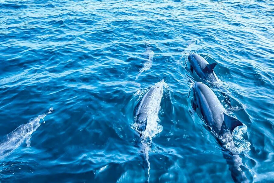 Mallorca: Dolphin Watching Cruise - Food and Drinks at Sea: Two Bars, Easy Snacks, Real-Life Prices