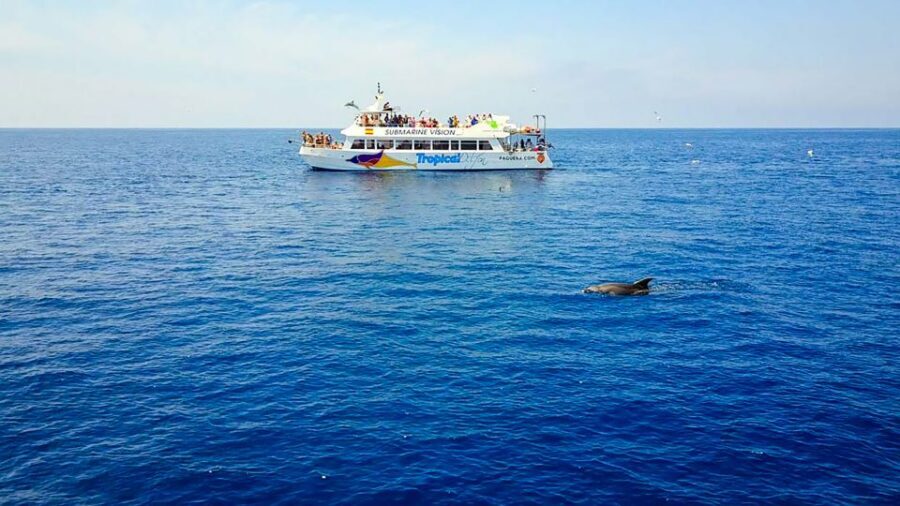 Mallorca: Dolphin Watching Cruise - Who This Mallorca Cruise Fits Best (And Who Should Think Twice)