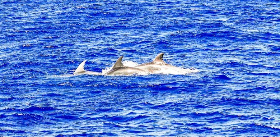 Mallorca: Dolphin Watching Cruise - Price and Value: Is $54 for Dolphins and Snorkel a Good Deal?
