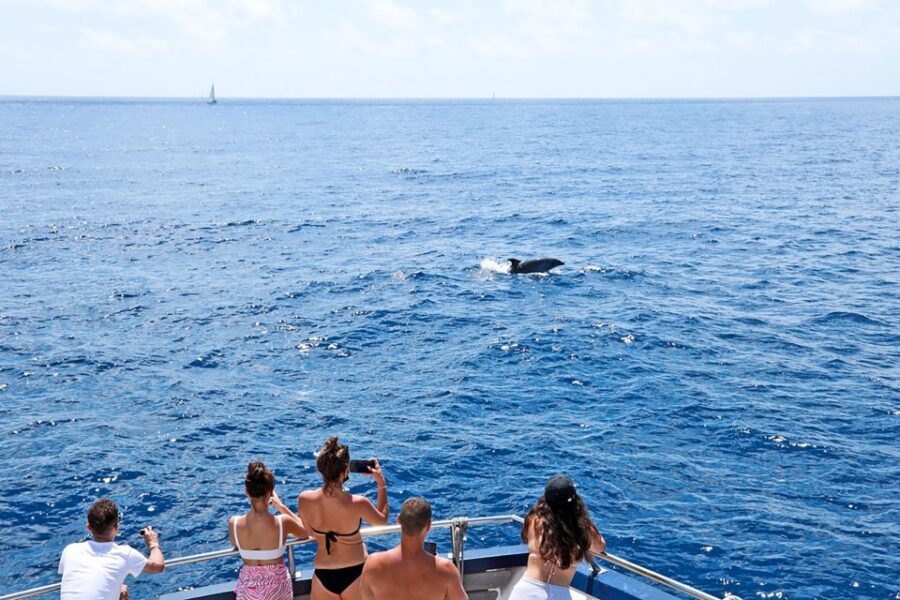 Mallorca: Dolphin Watching Cruise - Extra Practical Tips for a Smoother Trip