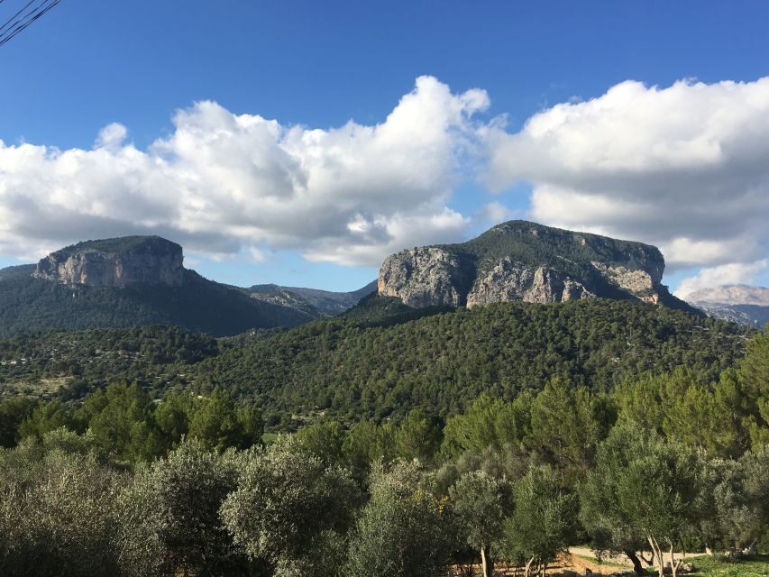 Mallorca: Full-Day Winery Small Group Tour - Stop 2: Cellar Walkthroughs, Snacks, and a Real Mallorca Meal