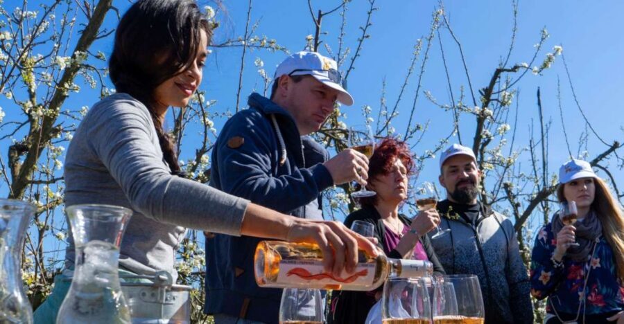 Mallorca: Full-Day Winery Small Group Tour - Small Group Up to 8: More Conversation, Less Herding