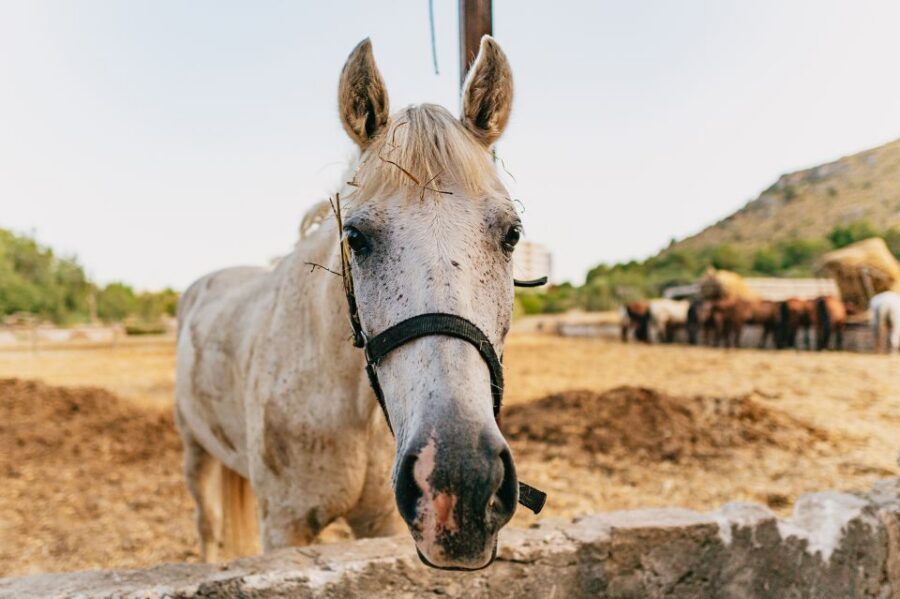 Mallorca: Horseback Riding Experience with Food Options - 1-Hour vs 2-Hour Horseback Options (and When to Choose Each)