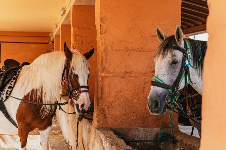 Mallorca: Horseback Riding Experience with Food Options - Photos on Horseback: A Souvenir You Can Skip