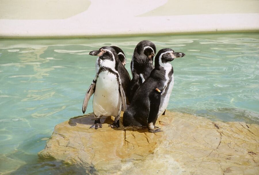 Mallorca: Marineland Tickets with Transfers from the North - Your day inside Marineland: the “7 hours to roam” rhythm