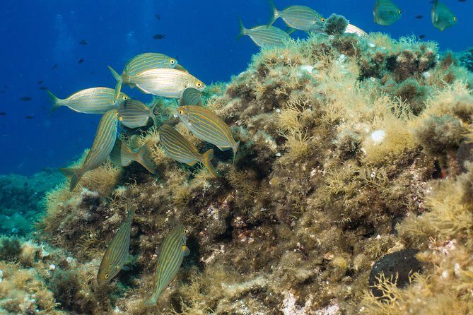 Mallorca: Open Water Diver Course - The Four Open-Water Sessions (Up to 18 Meters)
