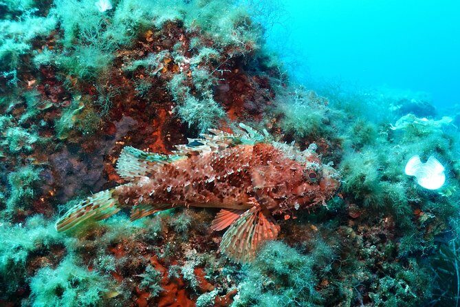 Mallorca: Open Water Diver Course - Equipment, Insurance, and Certification: What You’re Really Paying For