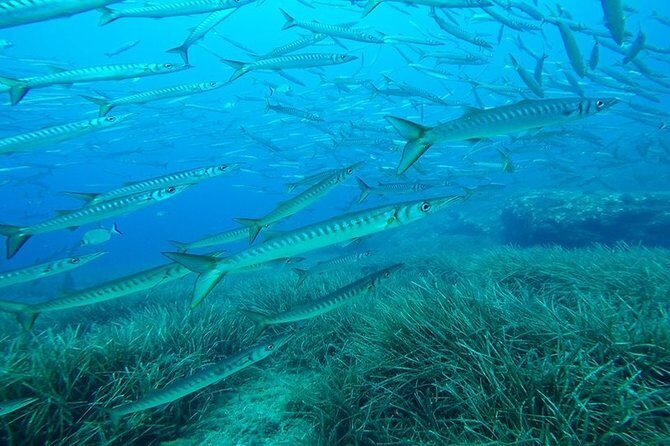 Mallorca: Open Water Diver Course - Price in Context: Is $718.96 Good Value?