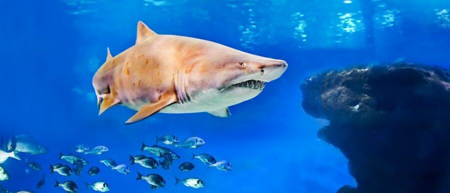 Mallorca: Palma Aquarium Entry Ticket w/ Optional 3D Cinema - Entering Palma Aquarium: Where to Start and How to Plan the Day