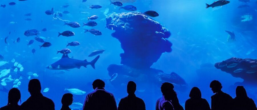 Mallorca: Palma Aquarium Entry Ticket w/ Optional 3D Cinema - Daily Feedings: When the Aquarium Becomes a Show