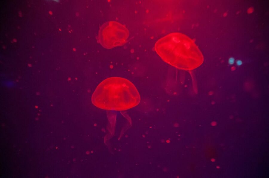 Mallorca: Palma Aquarium Tickets with Transfer - Who should book this Palma Aquarium transfer day?