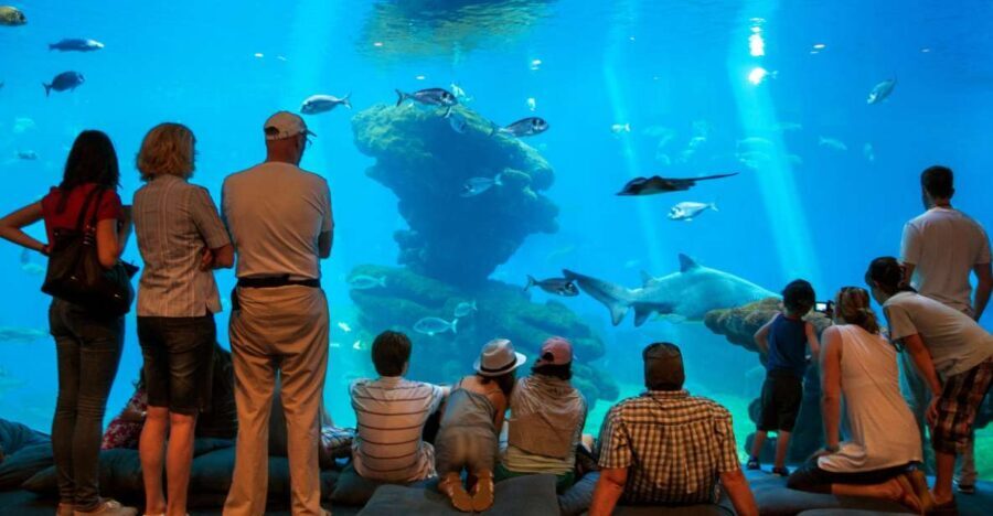 Mallorca: Palma Aquarium Tickets with Transfer - Getting there from Avinguda de la Platja, 13 (and staying sane)