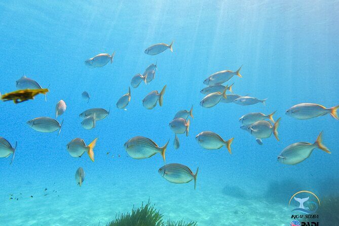 Mallorca PRIVATE Reservation<em>Scuba dive + photo/video – Where you go from Palma: shore-based and close to town’ /><br />
This session runs from Palma area, with dive locations about <strong>15 minutes by car from Palma city</strong>. The exact underwater site can vary, but the overall location strategy is consistent: you’re not traveling far for a long day.</p>
<p><p>That matters if you’re planning Mallorca around beaches and dinners. This setup gives you time efficiency. You can fit it into a travel day without losing half your day to transfers.</p>
</p>
<h2 id="price-math-the-29-96-booking-vs-the-real-on-site-fee">Price math: the $29.96 booking vs. the real on-site fee</h2>
<p><img width="669" height="446" decoding="async" src=