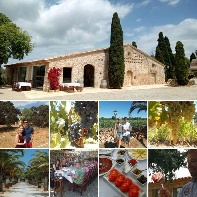 Mallorca: Private Wine Tour with Tasting and Picnic - The Vineyard Walk: Getting Your Bearings Before You Taste