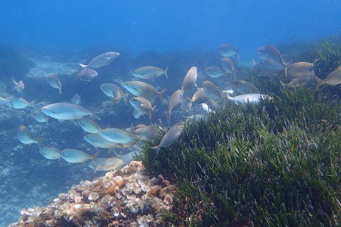 Mallorca: Snorkeling in a Beautiful Nature Reserve - Gear up and get your confidence back before the water