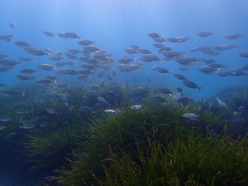 Mallorca: Snorkeling in a Beautiful Nature Reserve - The 3.5-hour rhythm: what your time on the water likely looks like