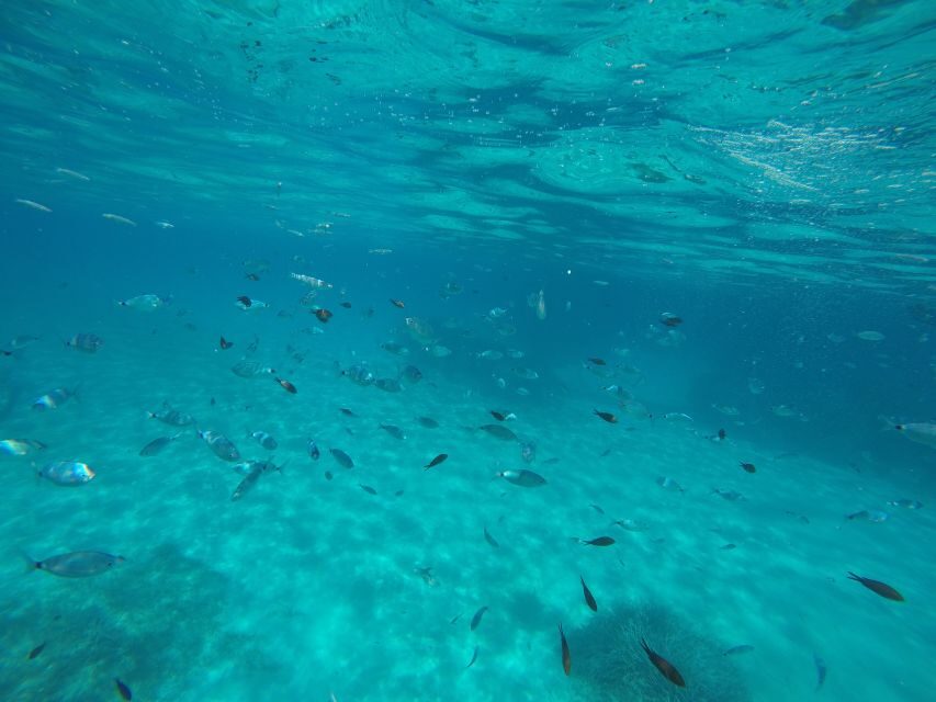 Mallorca : Speedboat, Snorkelling and Swimming Adventure - Price and value: $40 for action-packed Formentor time