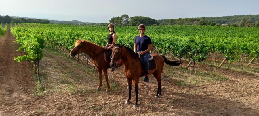 Mallorca: Sunset Horseback Ride with Drinks - Andalusian horses: calm, elegant, and matched to your level
