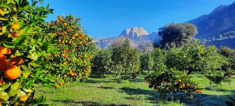 Mallorca: West Coast & Orange Valley Minbustour GERMAN GUIDE - Key things to know before you go